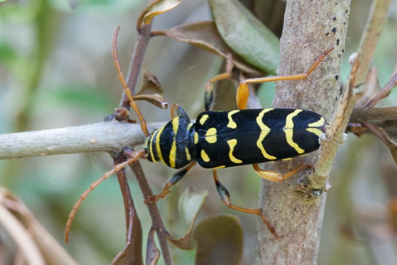 Plagionotus arcuatus.jpg